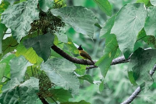 Black-crested Bulbul