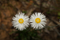 Chrysocephalum baxteri