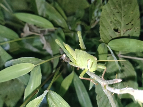 Large Green Grasshopper