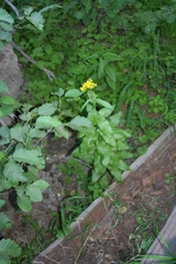 Senecio triangularis