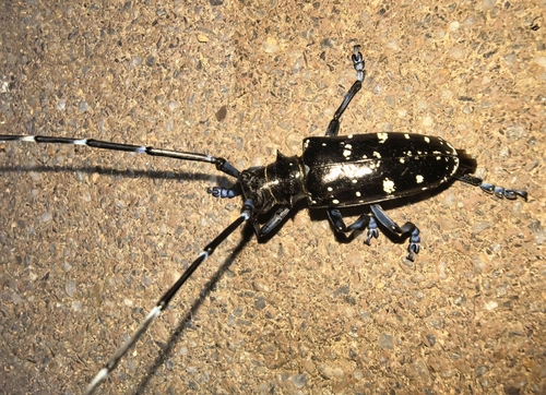 Asian Longhorned Beetle
