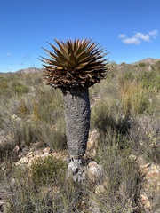 Aloe lineata
