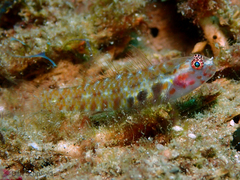 Eviota pictifacies