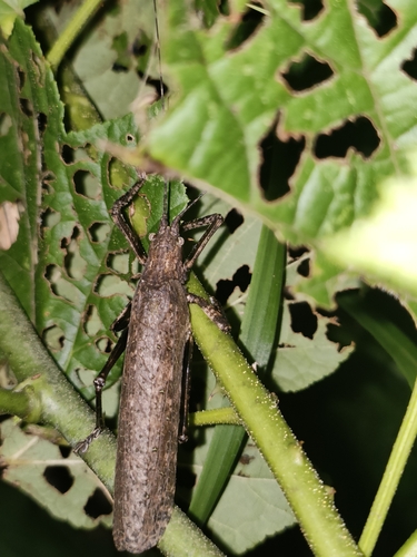 Tegra novaehollandiae