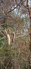 Senegalia bonariensis, photograph author not stated, no rights reserved