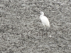 Egretta garzetta