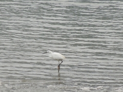 Egretta garzetta