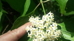 Acmaeodera neglecta neoneglecta