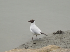 Chroicocephalus ridibundus