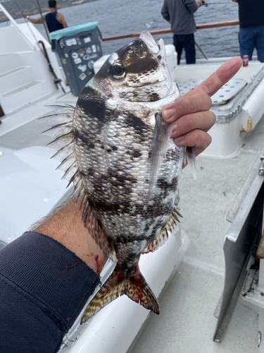 Pacific porgy (Calamus brachysomus) — Sparidae — 3