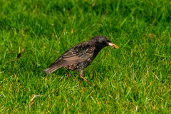 Sturnus vulgaris