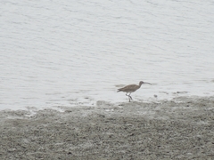 Numenius phaeopus
