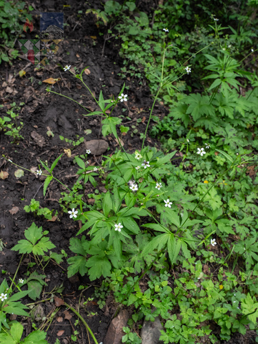 Eriocapitella rivularis, 2026-07-26