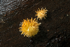 Echinoporia aculeifera