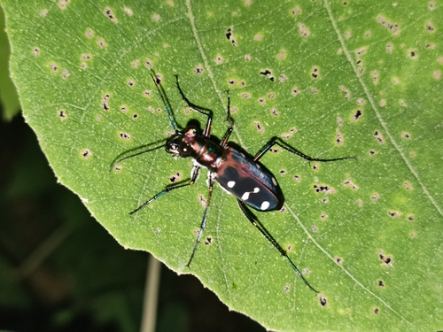 Cosmodela separata