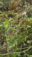 Vaccinium myrtillus