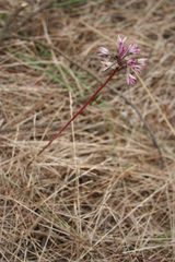 Allium dichlamydeum
