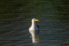 Larus fuscus
