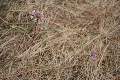 Allium dichlamydeum