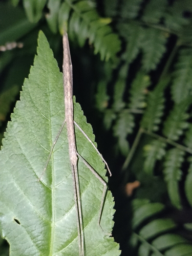 Pinkwing Stick Insect