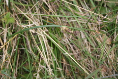 Juncus lesueurii