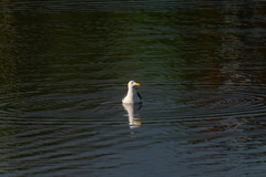 Larus fuscus