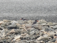 Haematopus ostralegus