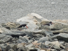 Haematopus ostralegus
