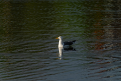 Larus fuscus