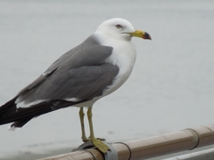 Larus crassirostris