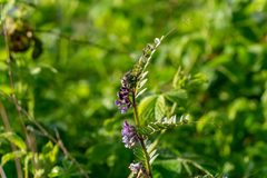 Vicia sepium