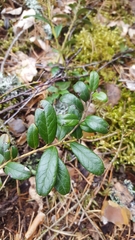 Vaccinium vitis-idaea