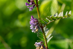 Vicia sepium