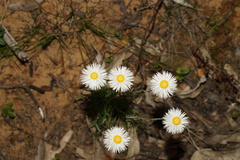 Chrysocephalum baxteri