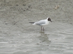 Chroicocephalus ridibundus