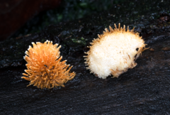 Echinoporia aculeifera