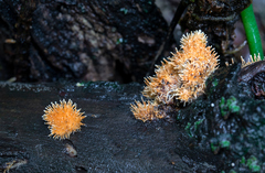 Echinoporia aculeifera