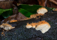 Echinoporia aculeifera