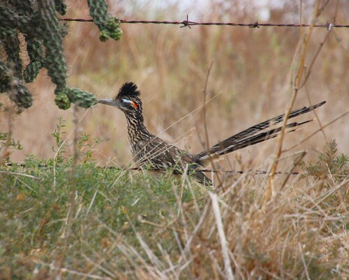iNaturalist observation photo of Greater Roadrunner