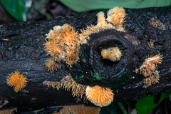 Echinoporia aculeifera