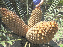 Encephalartos