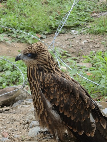 Indian Black Kite