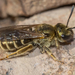 Confusing Furrow Bee - Photo (c) Denis Doucet, some rights reserved (CC BY-NC), uploaded by Denis Doucet