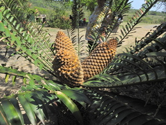 Encephalartos