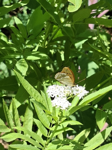 Silver-washed Fritillary