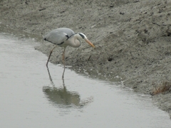 Ardea cinerea