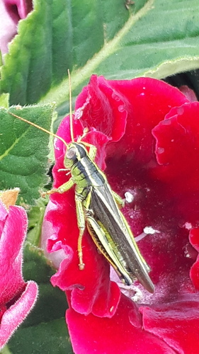 Two-striped Grasshopper