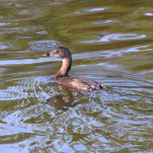 iNaturalist observation photo of Pied-billed Grebe