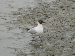 Chroicocephalus ridibundus