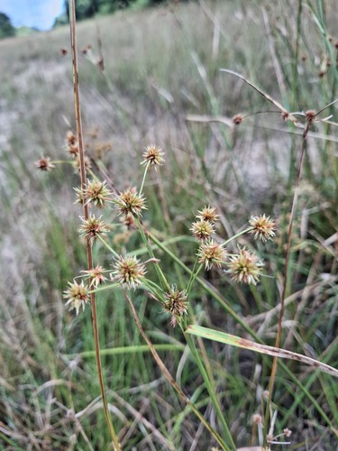 Rhynchospora holoschoenoides observed 2026-07-28